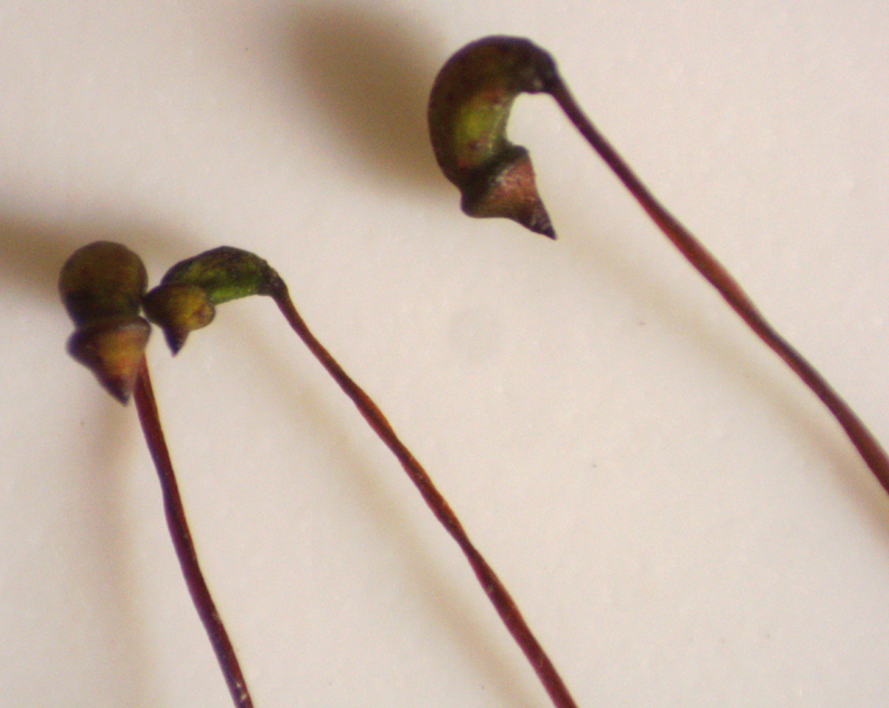 Brachythecium curtum